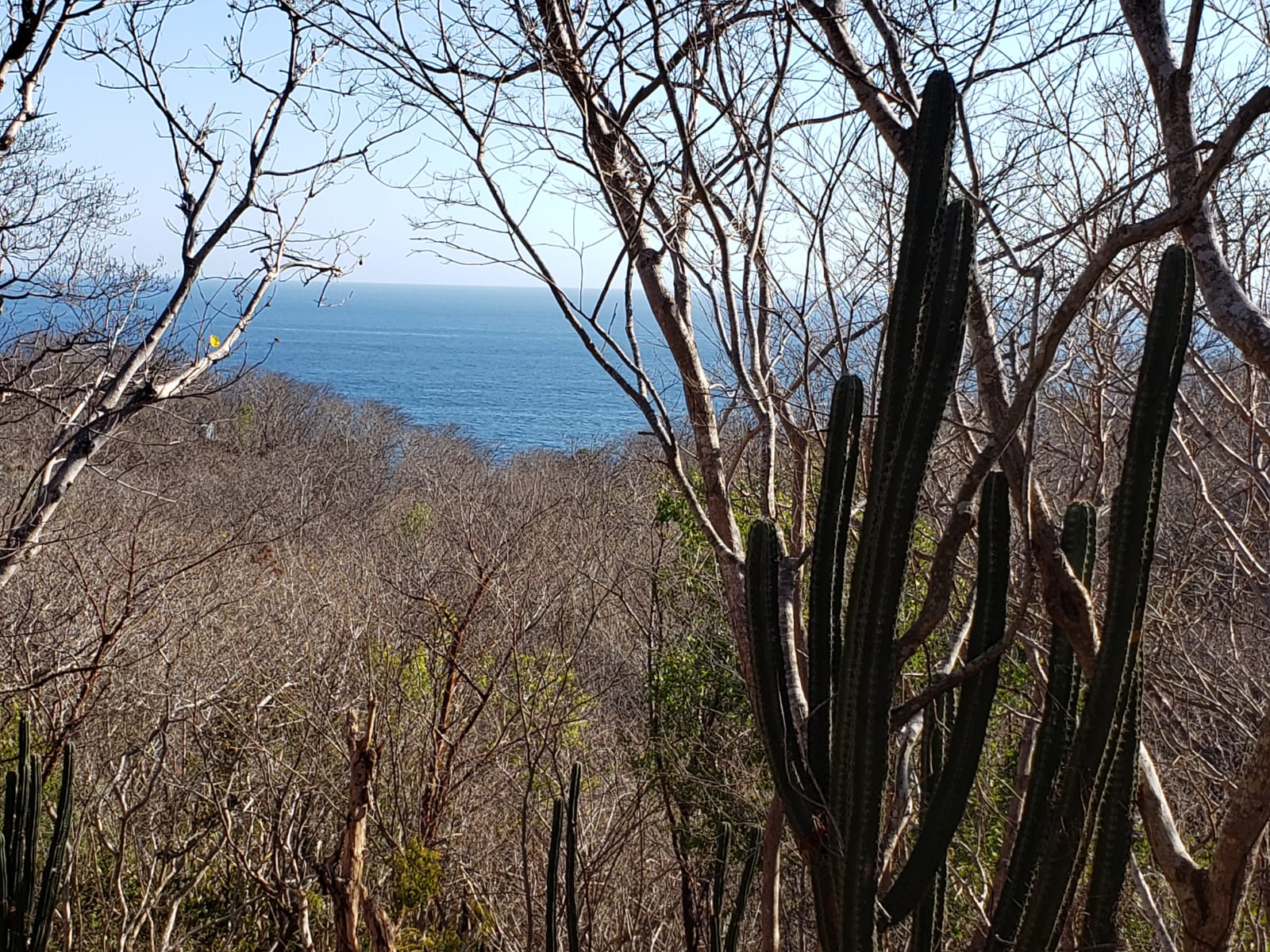 Pacific ocean view from the lot through native vegetation