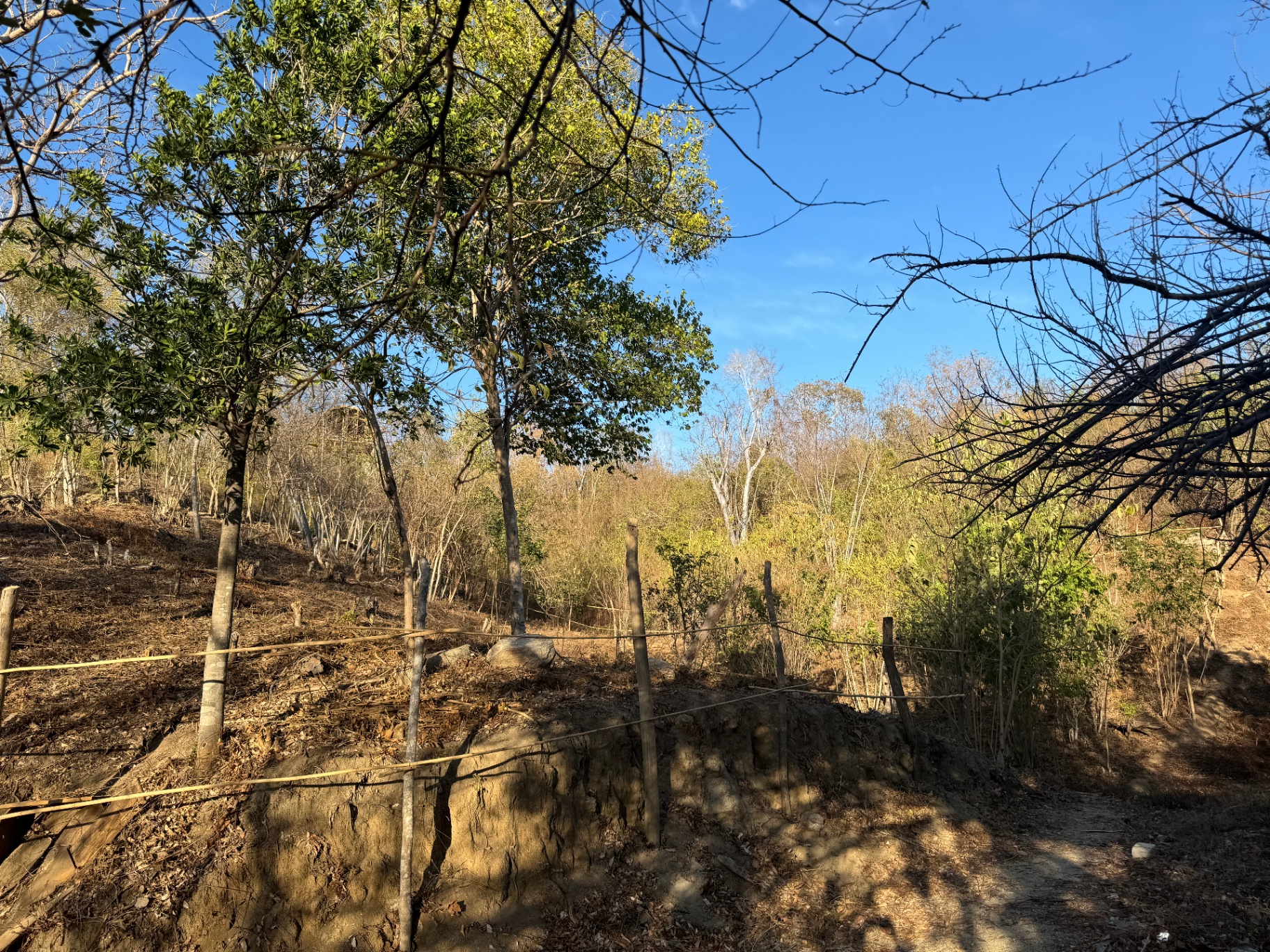 Cleared lot boundary with fence line
